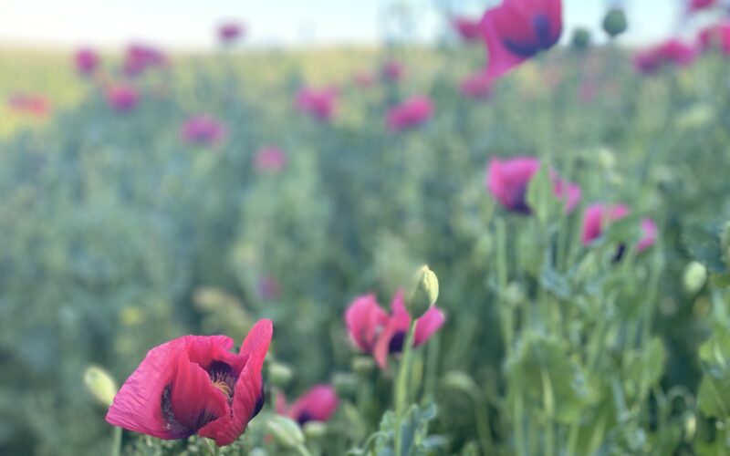Picture of poppies